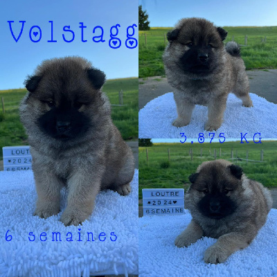 VOLSTAGG-VOLTAG