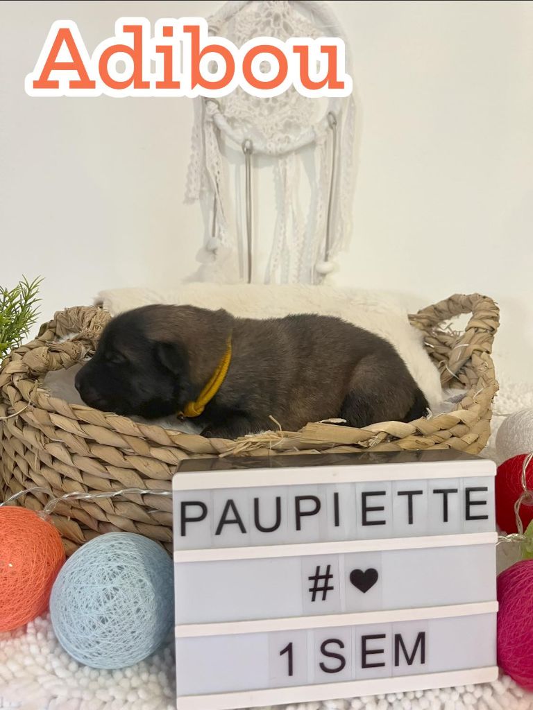 Des Origines De Faïd'rone - Chiots disponibles - Eurasier