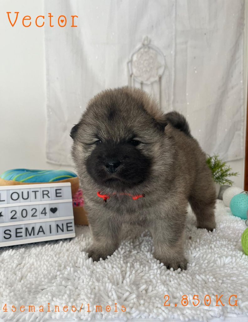 Des Origines De Faïd'rone - Eurasier - Portée née le 04/04/2024