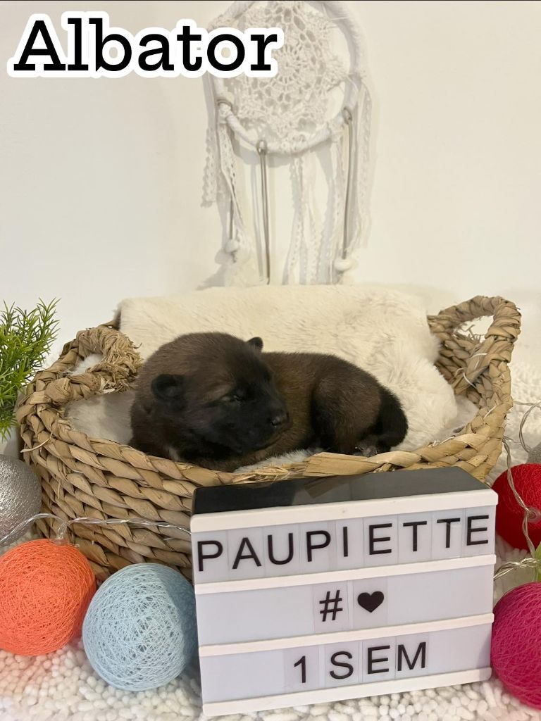 Des Origines De Faïd'rone - Chiots disponibles - Eurasier