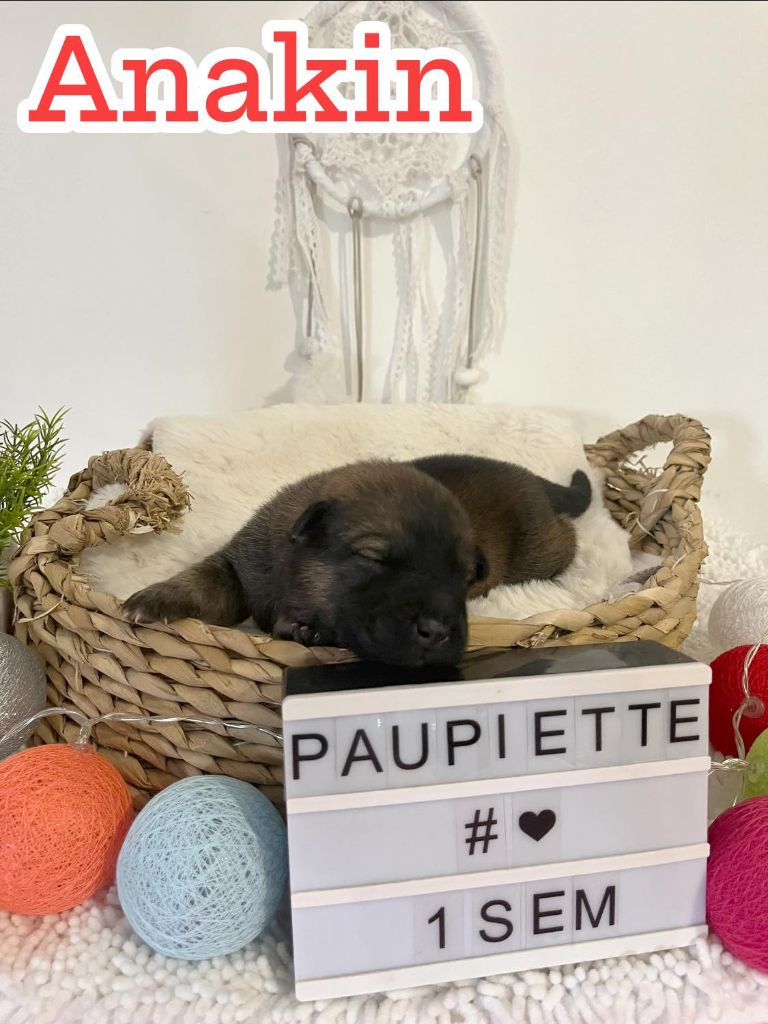 Des Origines De Faïd'rone - Chiots disponibles - Eurasier