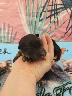 CHIOT MARRON 1