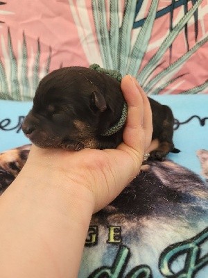 CHIOT BLEU DIAMS 7