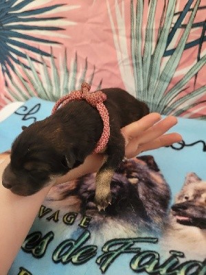 CHIOT ROSE DIAMS 5