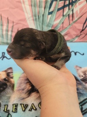 CHIOT VERT 6