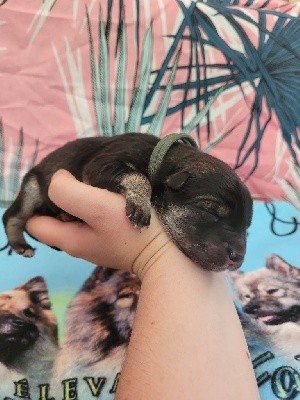CHIOT BLEU CIEL 3
