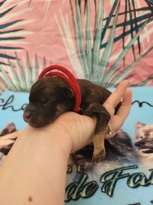 CHIOT ROUGE 8