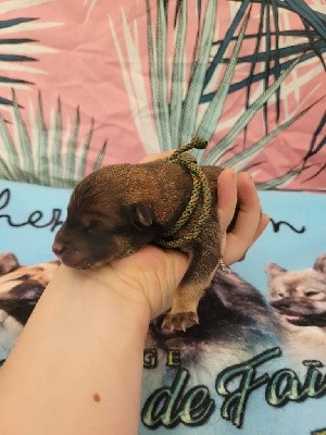 CHIOT MULTI 4