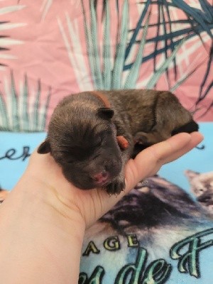 CHIOT ORANGE 2