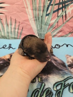 CHIOT NOIR 9
