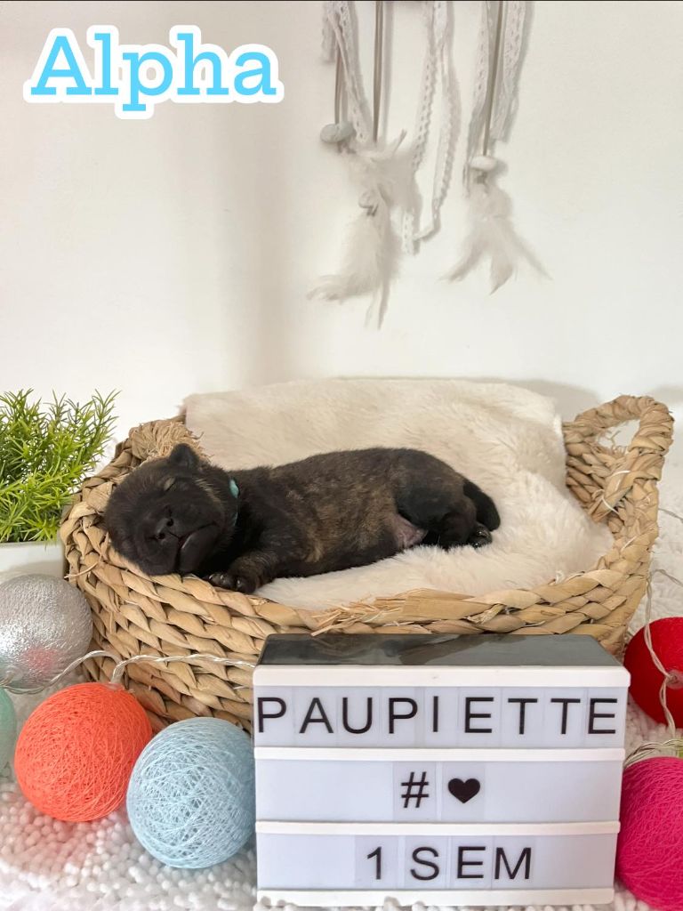Des Origines De Faïd'rone - Chiots disponibles - Eurasier