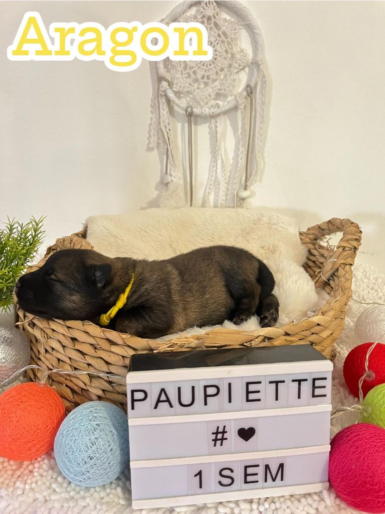 Des Origines De Faïd'rone - Chiots disponibles - Eurasier