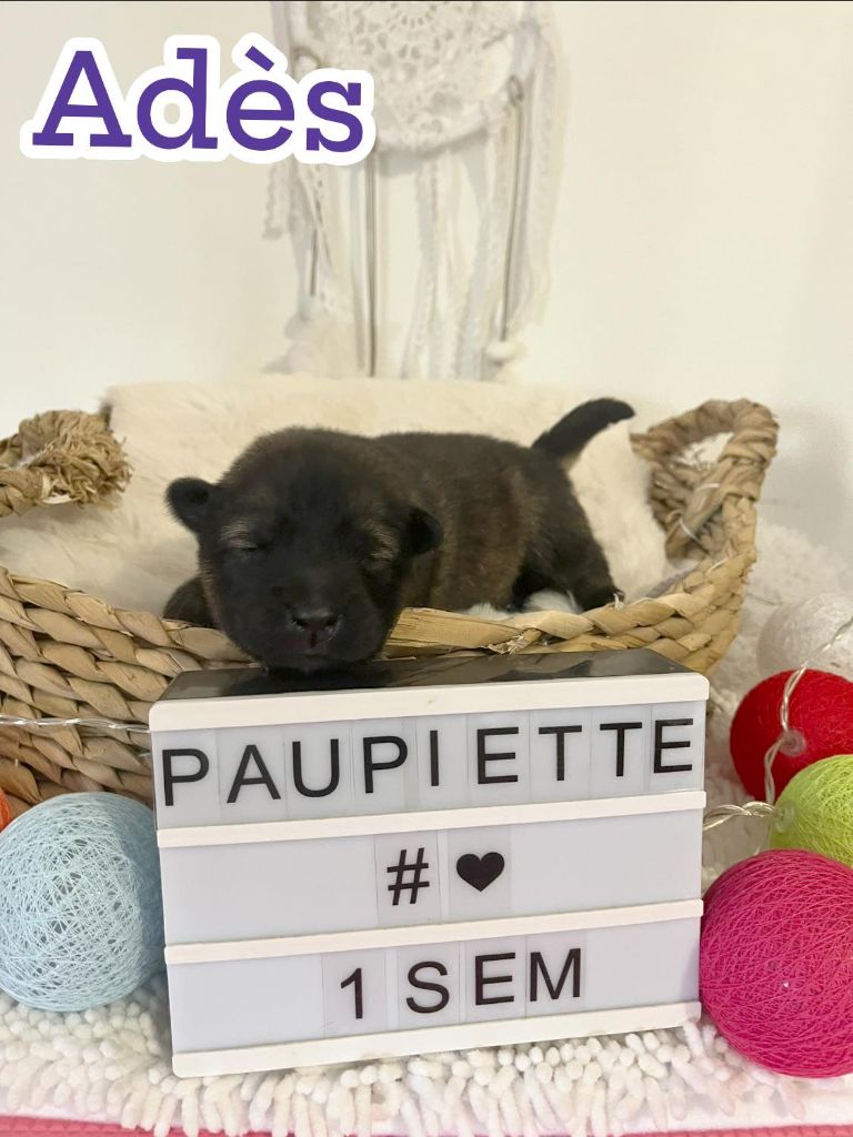 Des Origines De Faïd'rone - Chiots disponibles - Eurasier