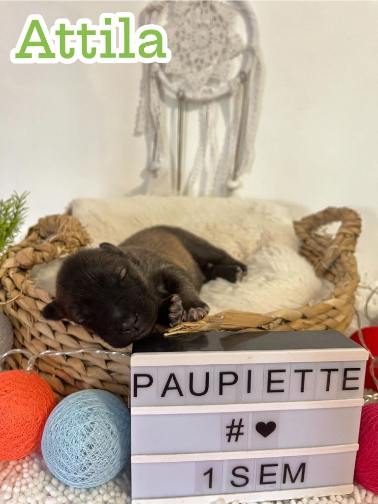 Des Origines De Faïd'rone - Chiots disponibles - Eurasier