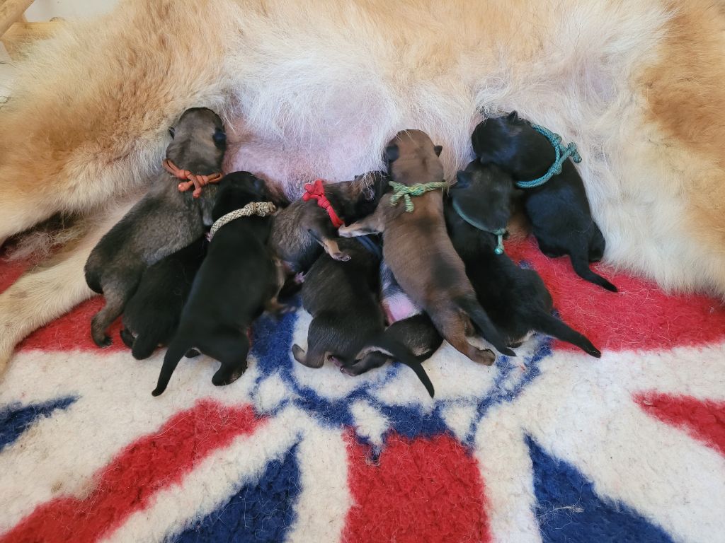 Chiot Eurasier Des Origines De Faïd'rone